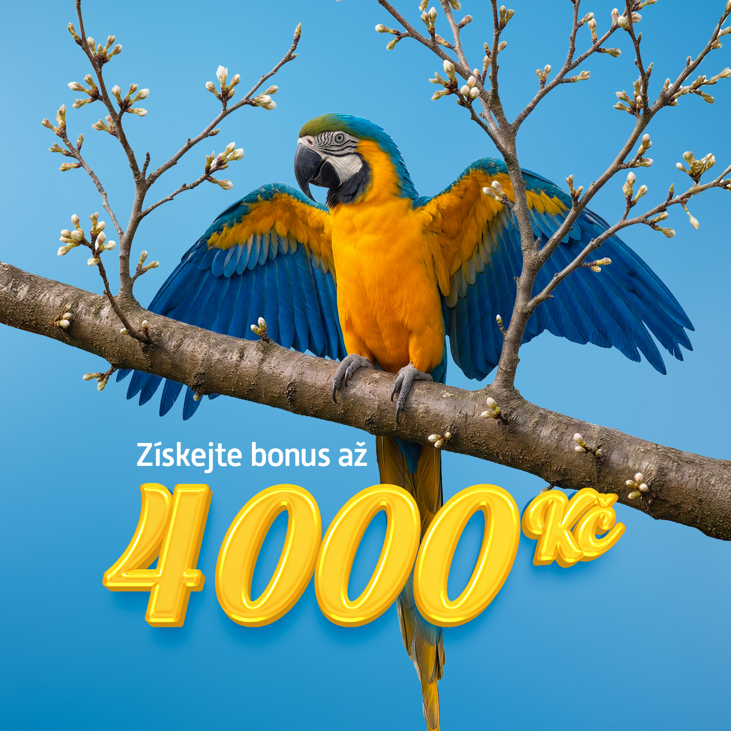 Papoušek sedící na rozkvétající třešňové větvi.